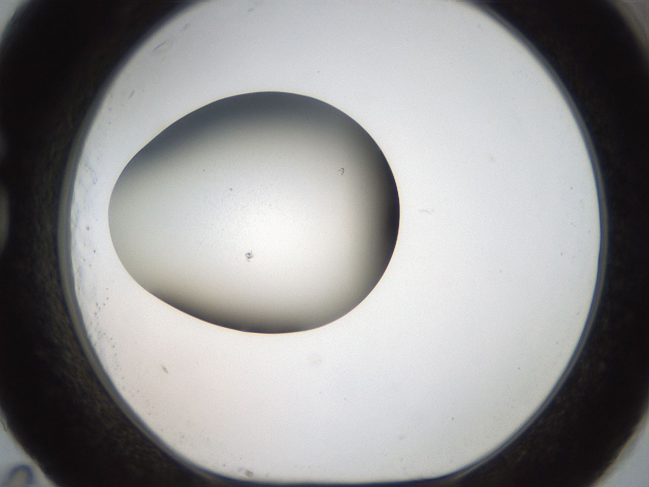 folderID188_plateID2188_batchID9760_wellNum83_profileID1_d1_r148105_ef.jpg