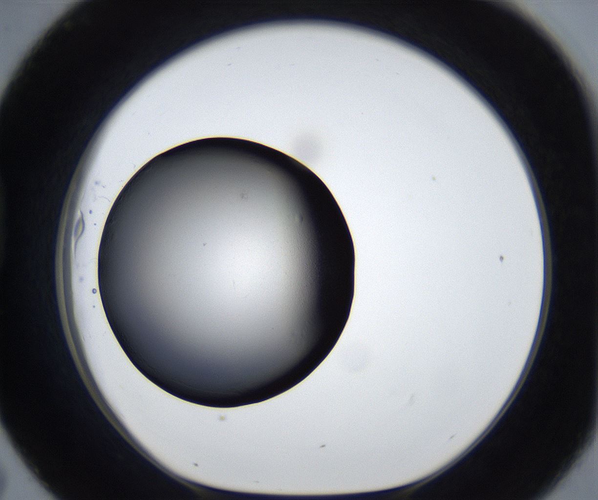 folderID202_plateID3202_batchID18292_wellNum43_profileID1_d1_r279880_ef.jpg
