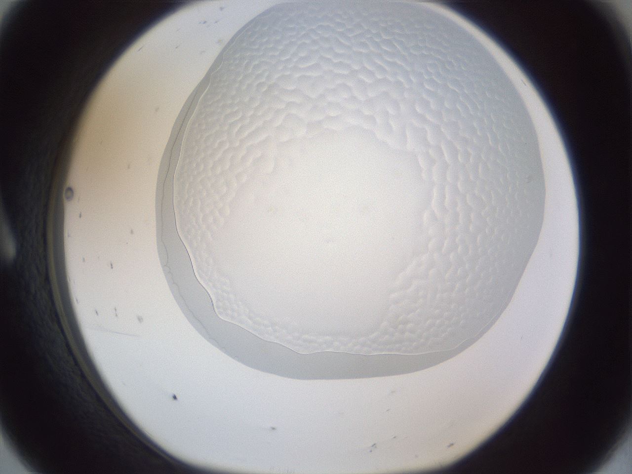 folderID205_plateID1205_batchID3392_wellNum8_profileID1_d1_r66766_ef.jpg