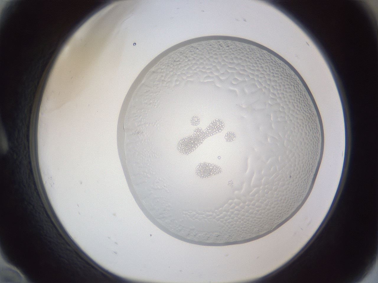 folderID205_plateID1205_batchID3447_wellNum10_profileID1_d1_r66770_ef.jpg