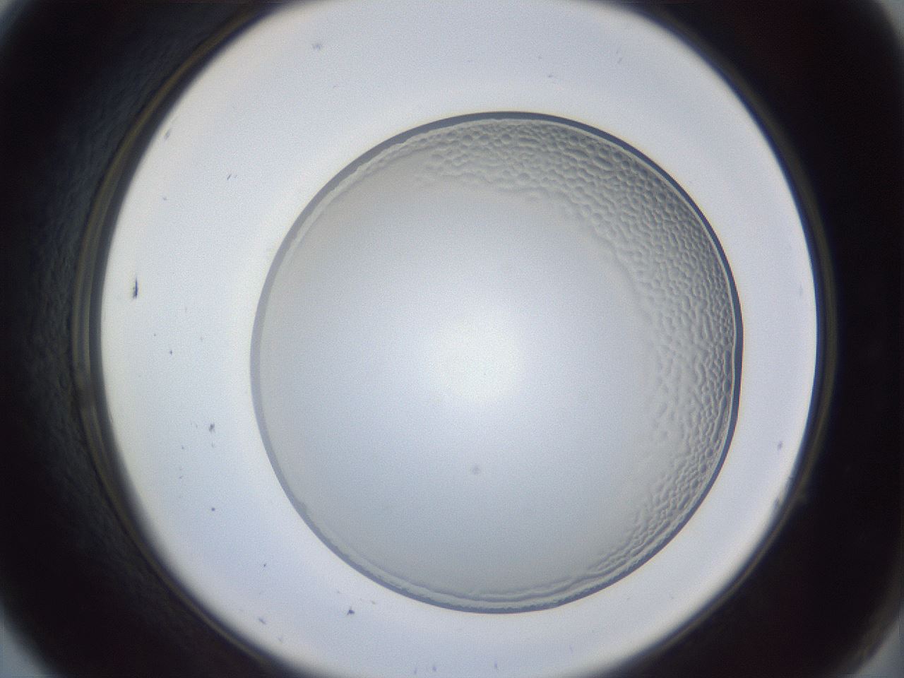 folderID205_plateID1205_batchID3447_wellNum7_profileID1_d2_r66765_ef.jpg