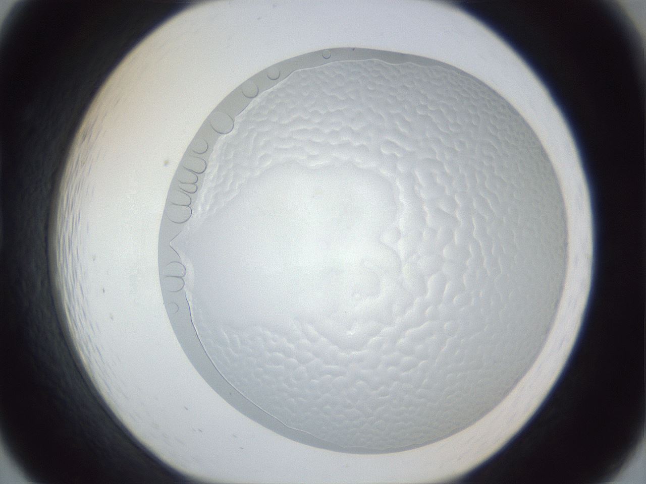folderID205_plateID1205_batchID3537_wellNum19_profileID1_d1_r66788_ef.jpg