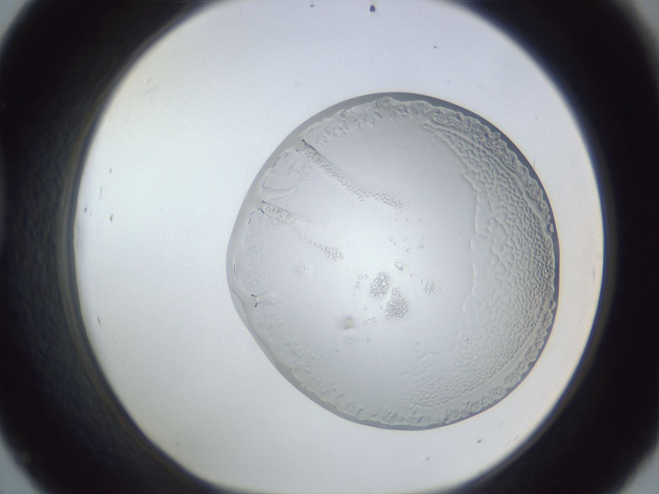 folderID205_plateID1205_batchID3537_wellNum45_profileID1_d1_r66840_ef.jpg