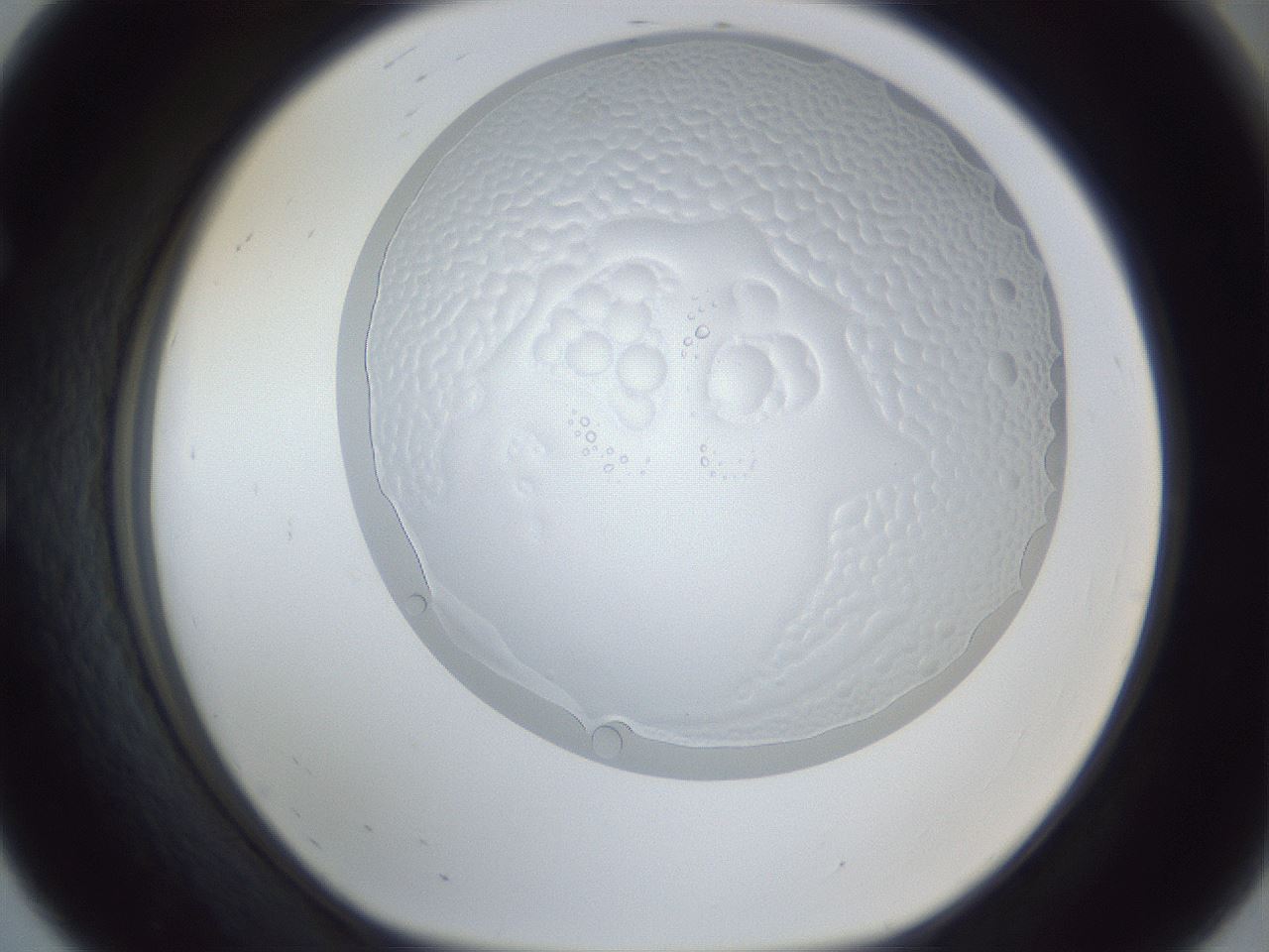 folderID205_plateID1205_batchID3606_wellNum56_profileID1_d1_r66862_ef.jpg