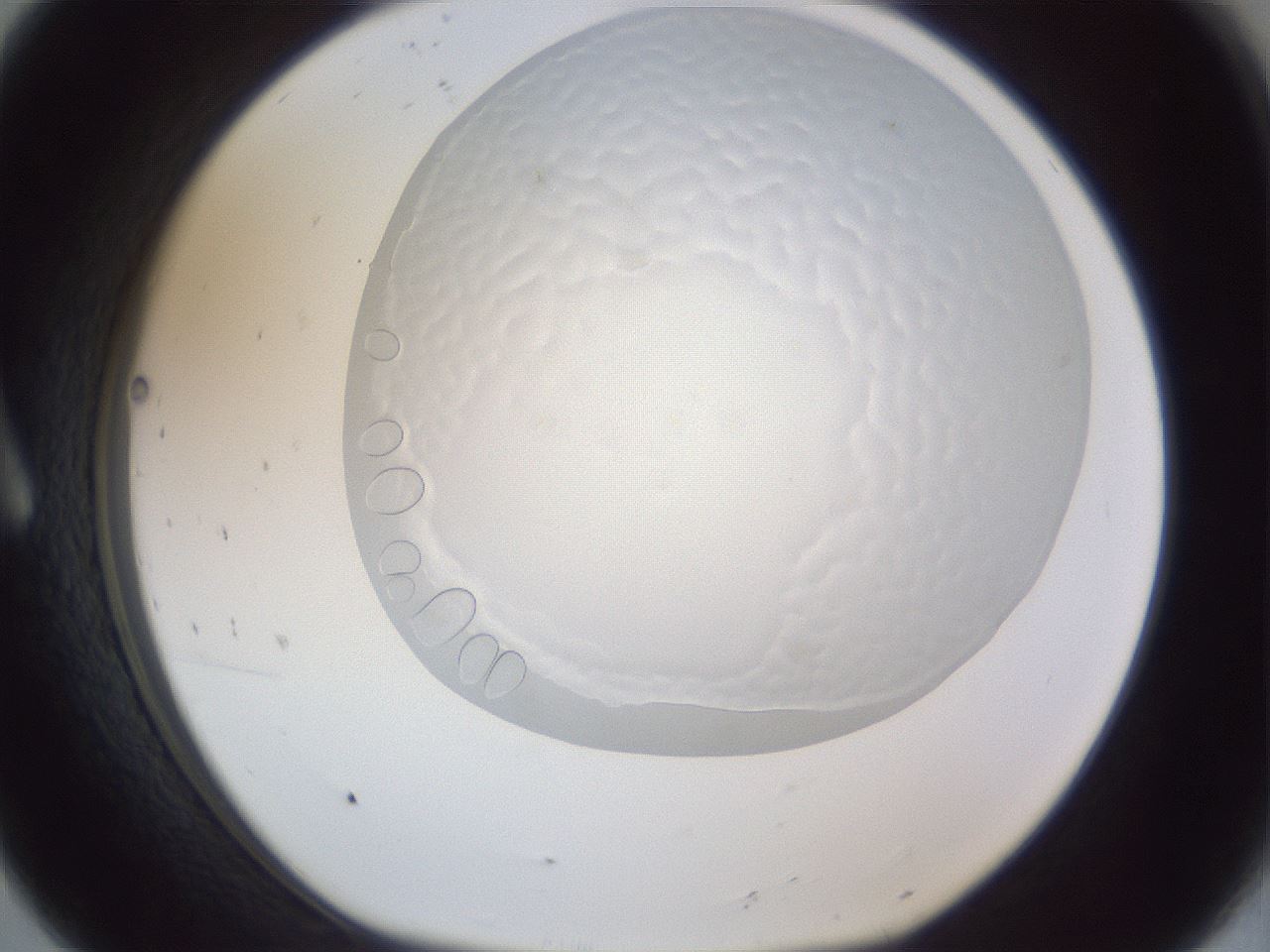 folderID205_plateID1205_batchID3798_wellNum8_profileID1_d1_r66766_ef.jpg