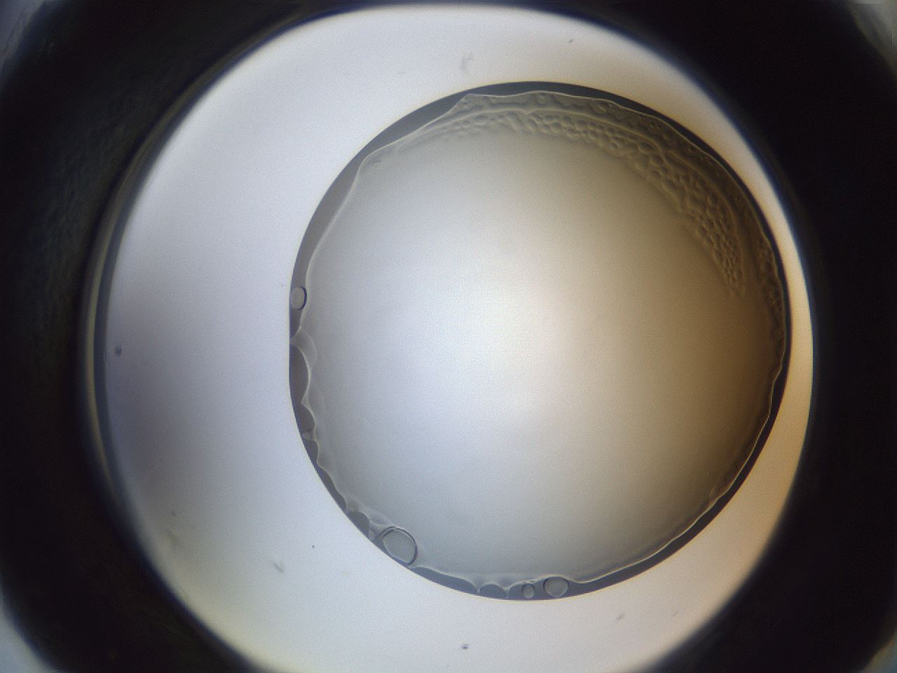 folderID205_plateID1205_batchID3798_wellNum90_profileID1_d2_r66931_ef.jpg