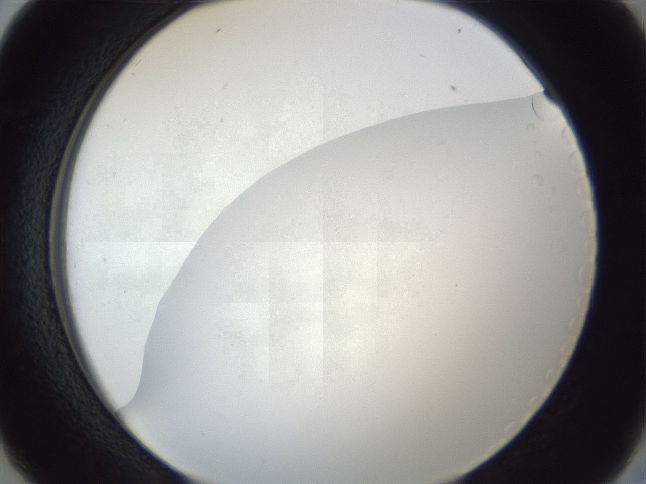folderID205_plateID1205_batchID3874_wellNum26_profileID1_d2_r66803_ef.jpg