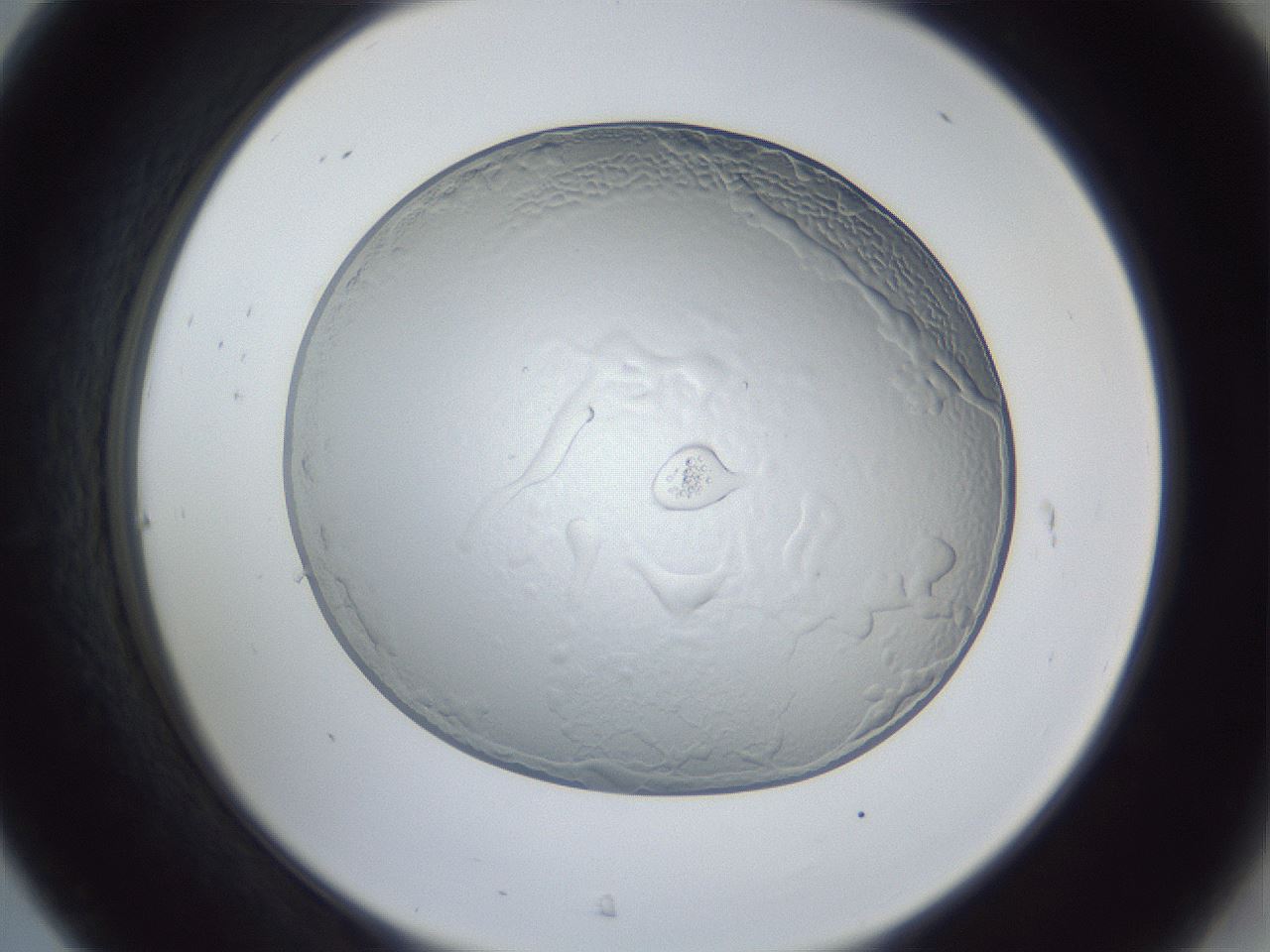 folderID205_plateID1205_batchID3447_wellNum31_profileID1_d2_r66813_ef.jpg
