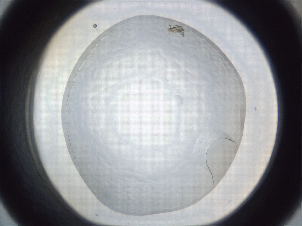 folderID205_plateID1205_batchID4223_wellNum43_profileID1_d1_r66836_ef.jpg