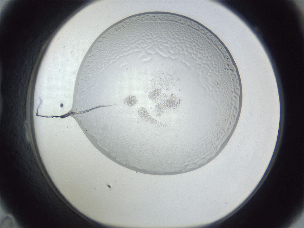 folderID205_plateID1205_batchID4445_wellNum23_profileID1_d1_r66796_ef.jpg