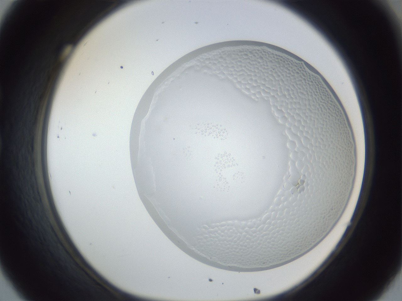 folderID205_plateID1205_batchID4445_wellNum32_profileID1_d1_r66814_ef.jpg