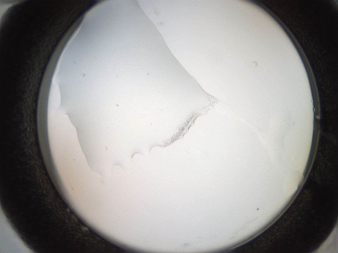folderID205_plateID2205_batchID10269_wellNum82_profileID1_d2_r150106_ef.jpg