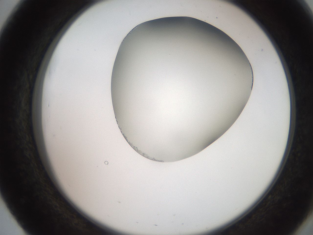 folderID205_plateID2205_batchID9754_wellNum51_profileID1_d2_r150044_ef.jpg