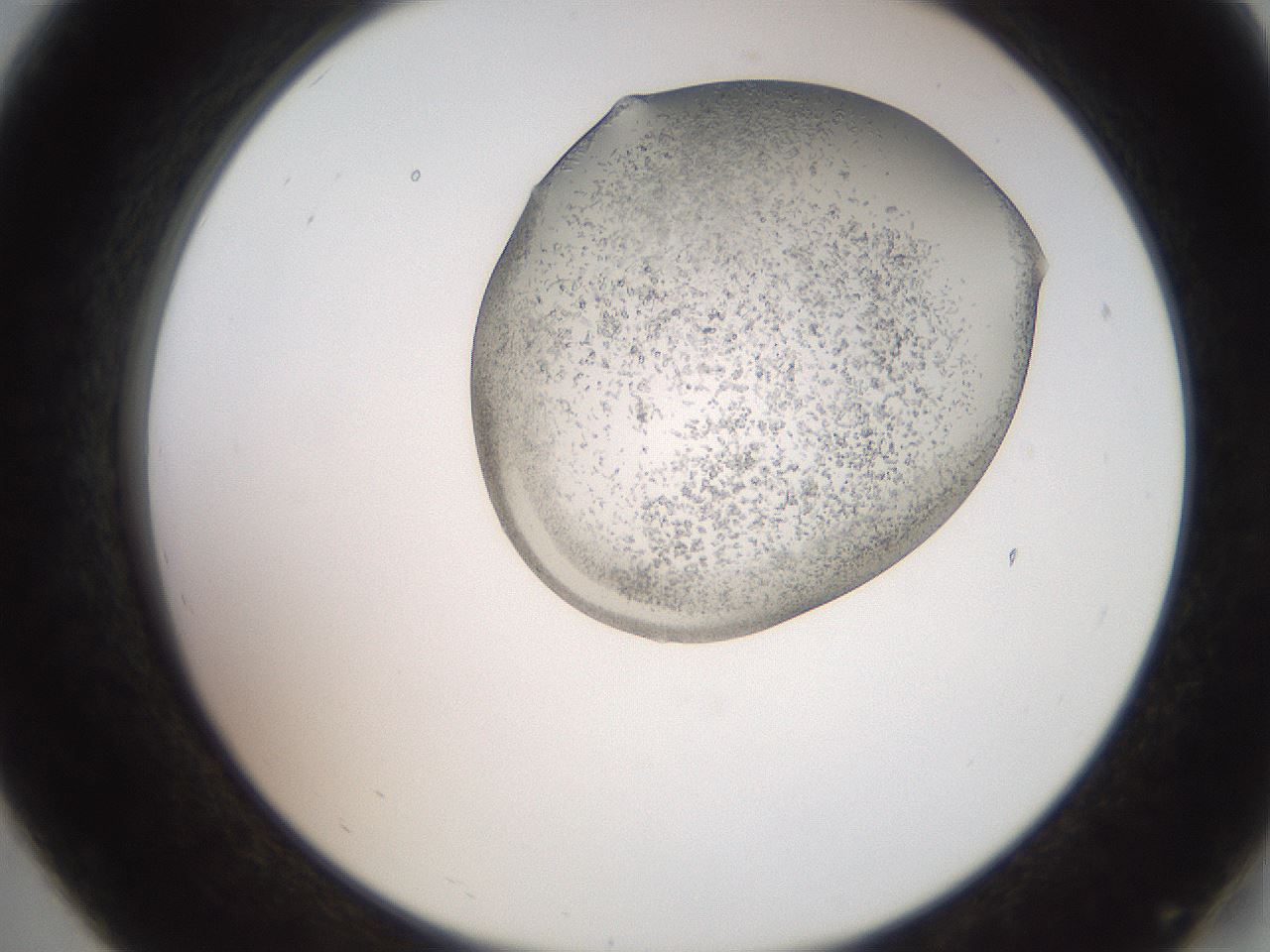 folderID205_plateID2205_batchID9776_wellNum19_profileID1_d2_r149980_ef.jpg