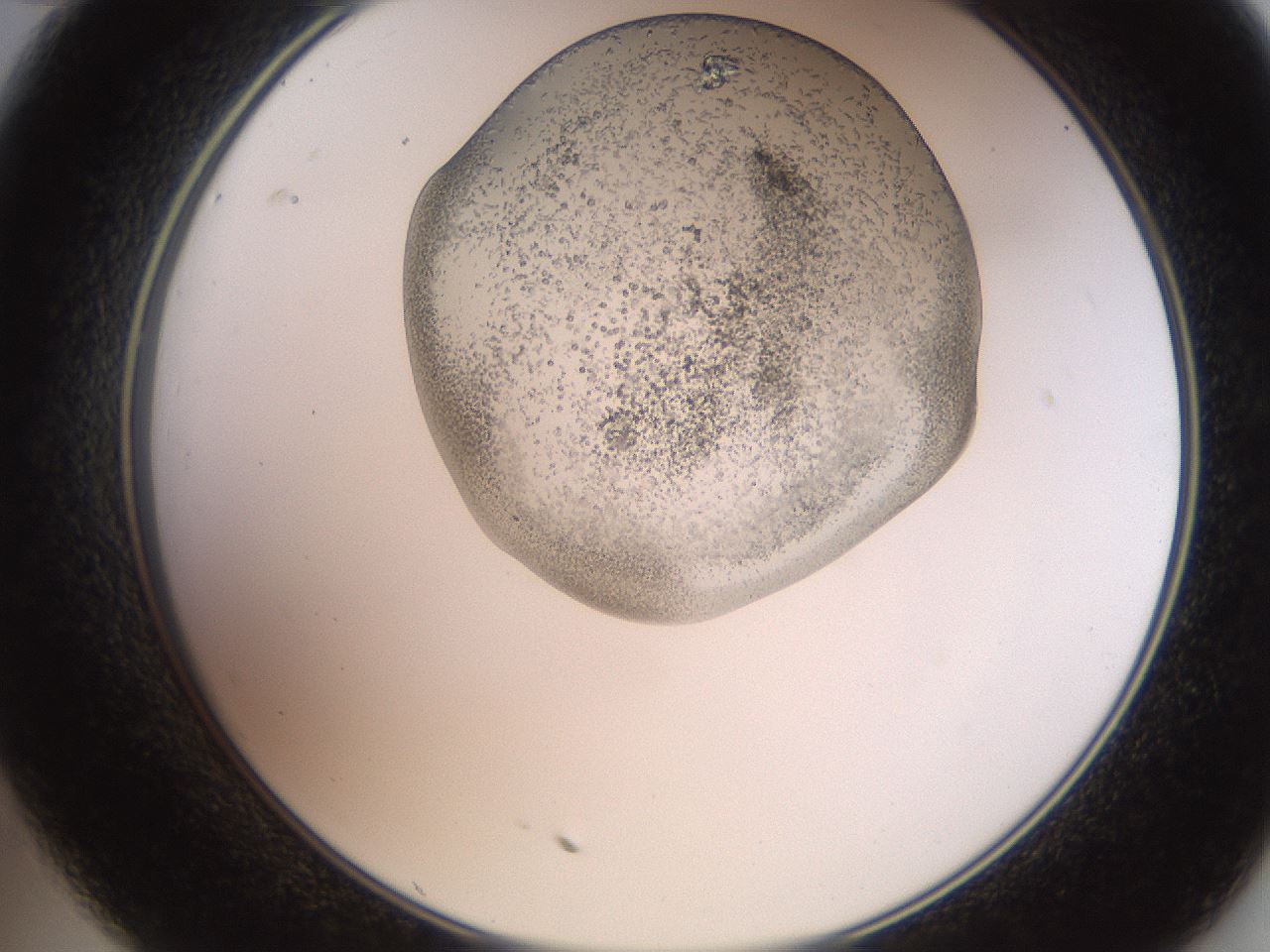 folderID205_plateID2205_batchID9829_wellNum35_profileID1_d2_r150012_ef.jpg