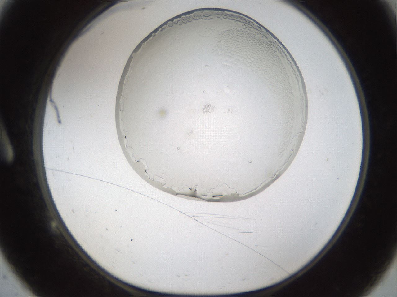 folderID206_plateID1206_batchID3574_wellNum9_profileID1_d1_r66960_ef.jpg