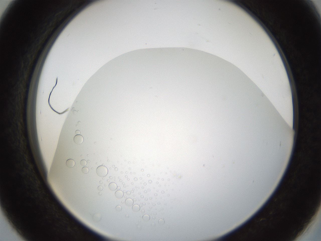 folderID206_plateID1206_batchID3875_wellNum39_profileID1_d2_r67021_ef.jpg