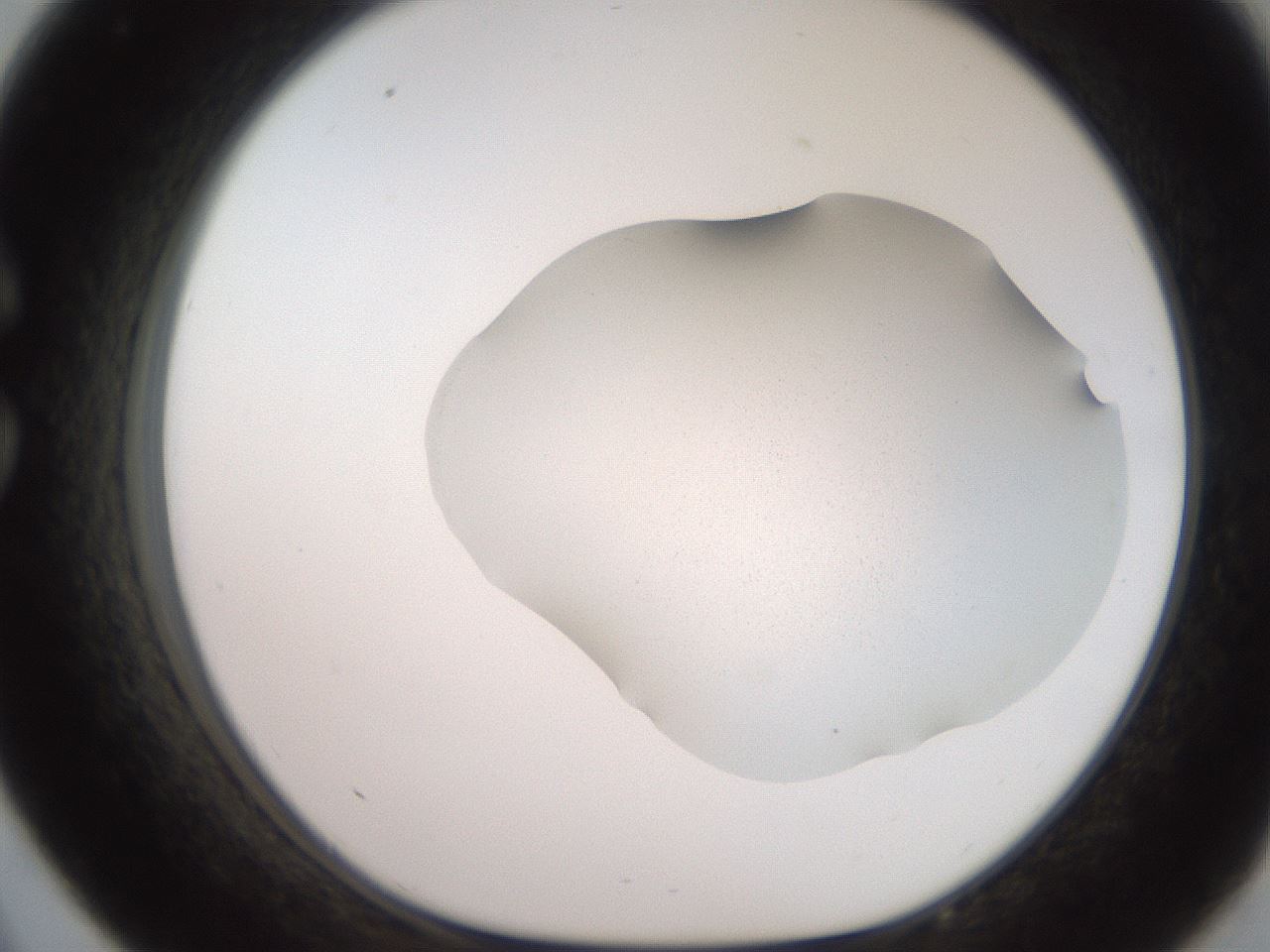 folderID205_plateID2205_batchID9829_wellNum33_profileID1_d1_r150007_ef.jpg