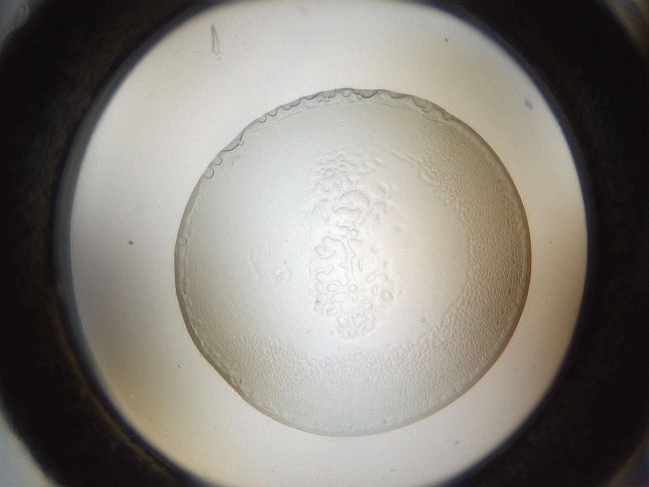 folderID206_plateID1206_batchID4446_wellNum88_profileID1_d2_r67119_ef.jpg