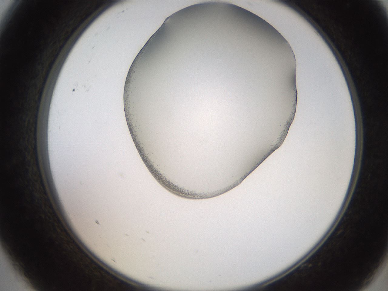 folderID205_plateID2205_batchID9754_wellNum9_profileID1_d2_r149960_ef.jpg