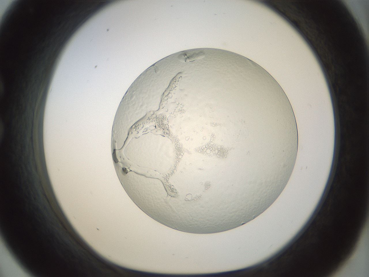 folderID209_plateID1209_batchID3564_wellNum33_profileID1_d1_r69216_ef.jpg