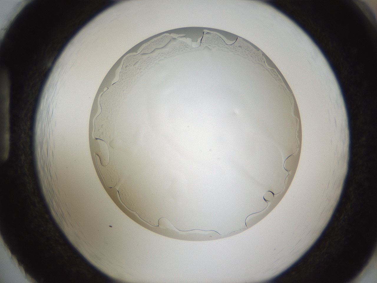 folderID212_plateID1212_batchID4656_wellNum86_profileID1_d1_r68554_ef.jpg