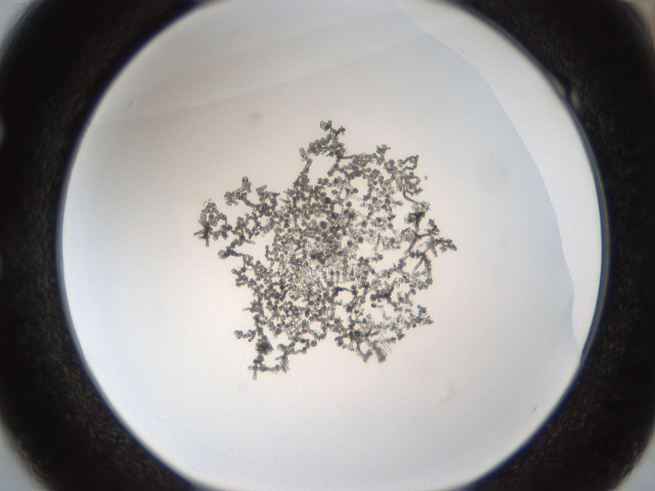 folderID214_plateID1214_batchID3545_wellNum49_profileID1_d1_r69632_ef.jpg