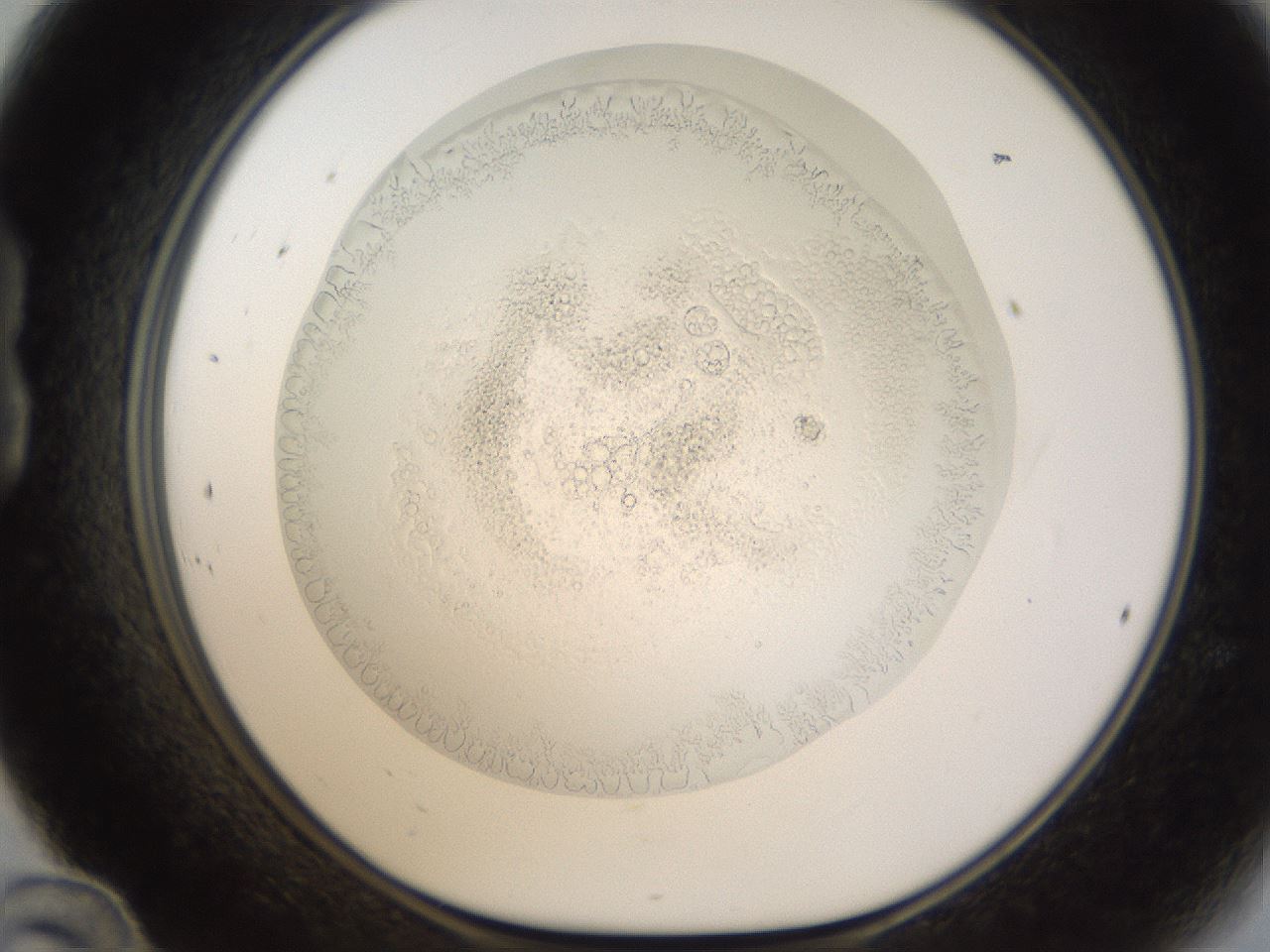 folderID214_plateID1214_batchID3613_wellNum24_profileID1_d1_r69582_ef.jpg