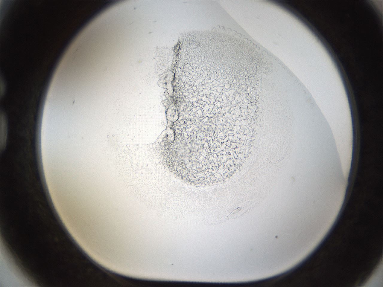 folderID214_plateID1214_batchID4690_wellNum81_profileID1_d1_r69696_ef.jpg