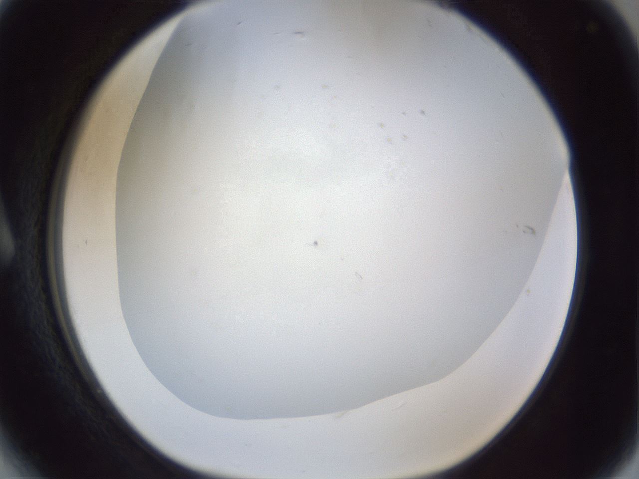 folderID215_plateID1215_batchID3581_wellNum6_profileID1_d1_r67146_ef.jpg