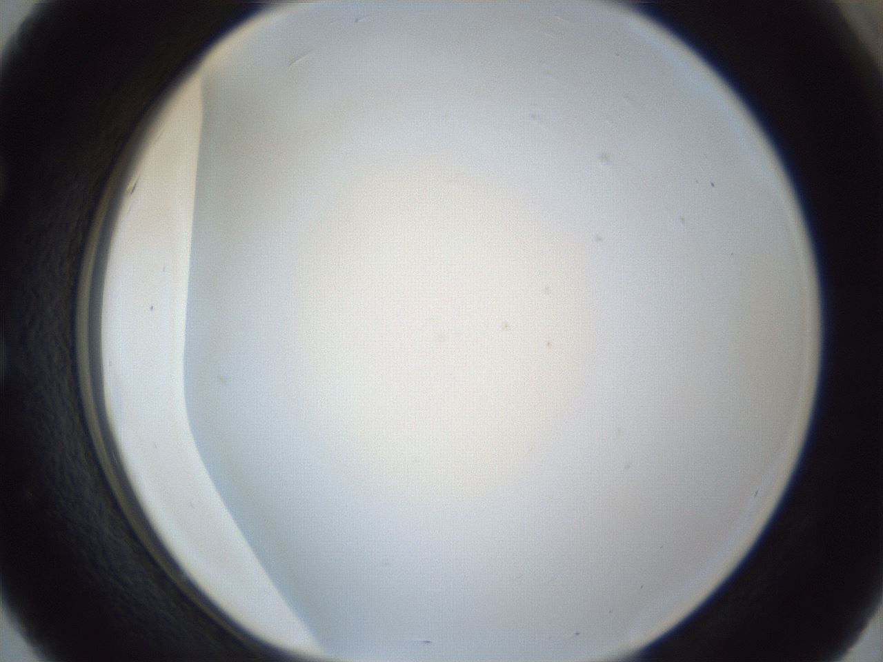 folderID216_plateID1216_batchID4433_wellNum51_profileID1_d1_r68196_ef.jpg