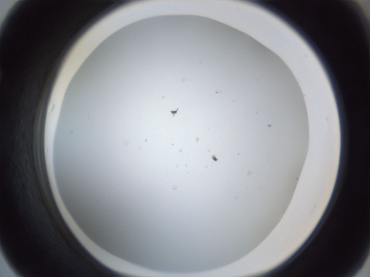 folderID217_plateID1217_batchID4658_wellNum67_profileID1_d1_r68900_ef.jpg