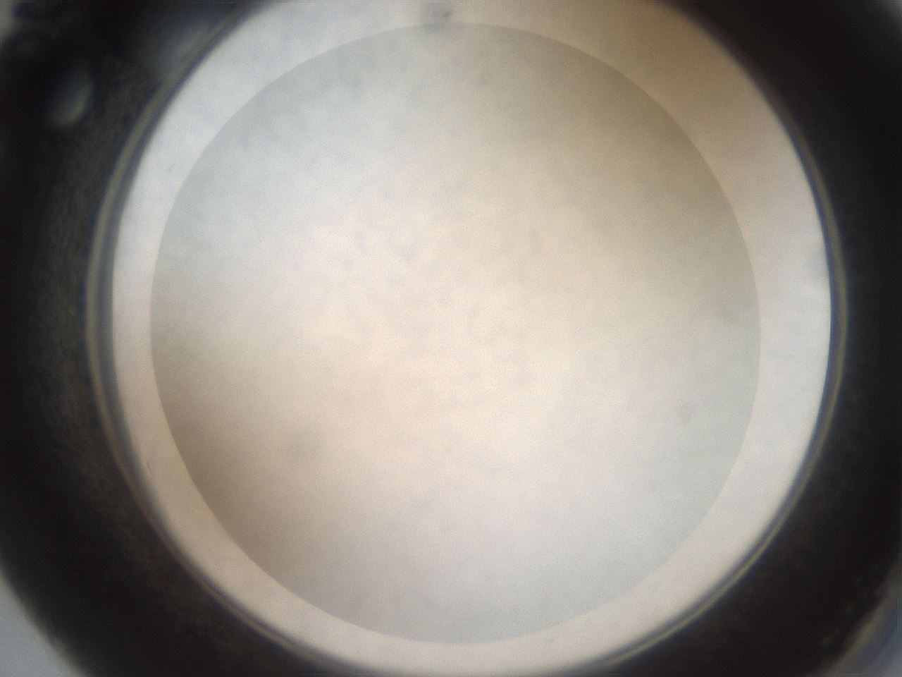 folderID22_plateID3022_batchID16497_wellNum56_profileID1_d2_r252402_ef.jpg