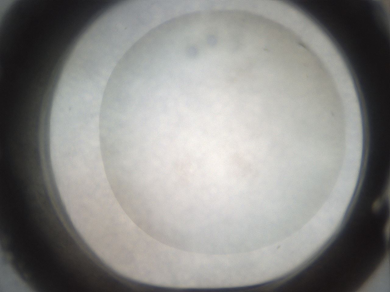 folderID22_plateID3022_batchID16519_wellNum55_profileID1_d1_r252399_ef.jpg