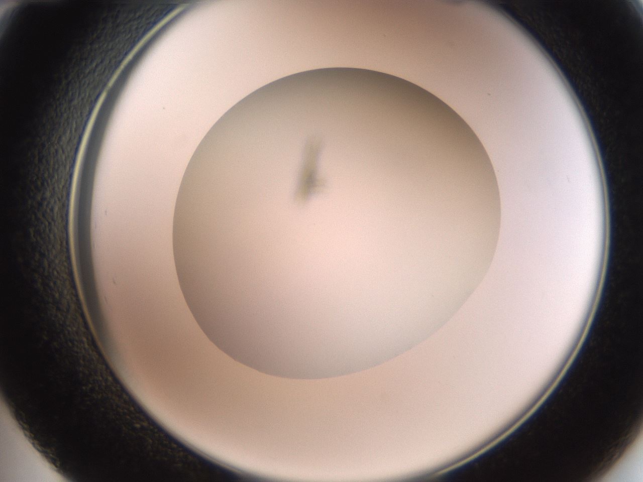 folderID22_plateID3022_batchID16497_wellNum48_profileID1_d2_r252386_ef.jpg