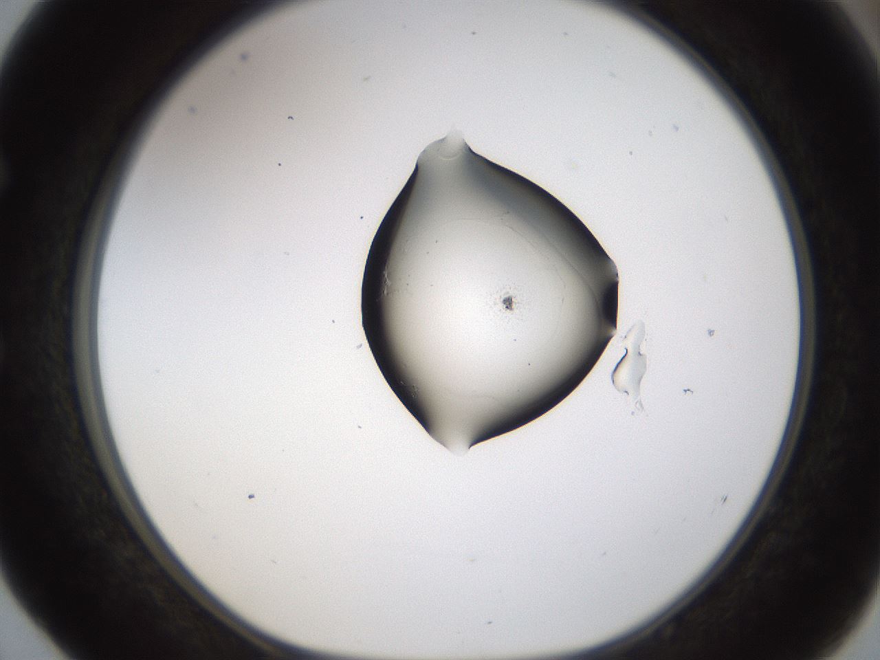 folderID236_plateID1236_batchID3575_wellNum52_profileID1_d1_r71893_ef.jpg