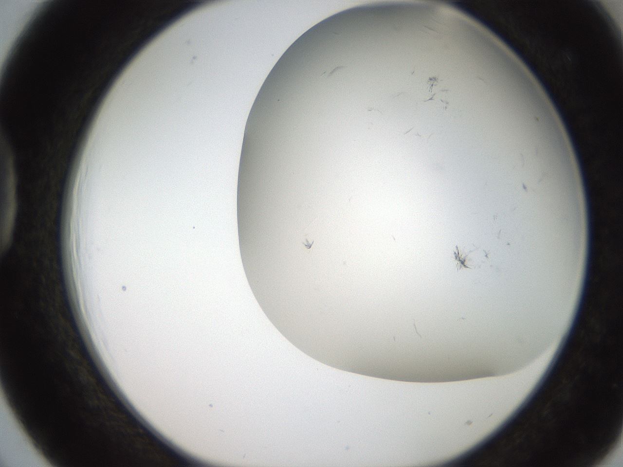 folderID236_plateID2236_batchID9985_wellNum39_profileID1_d1_r154593_ef.jpg
