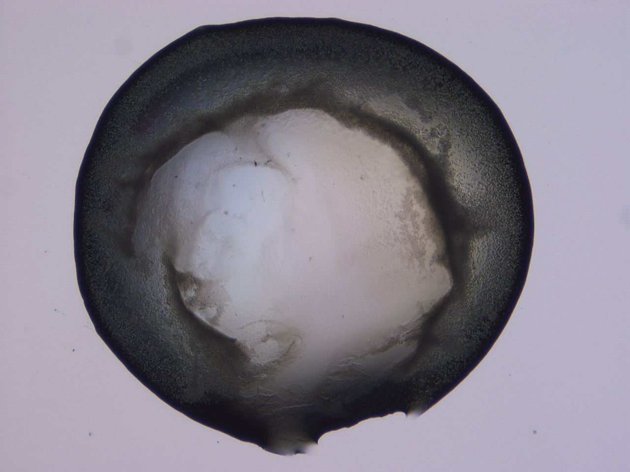 0506_F12_ImagerDefaults_3.jpg