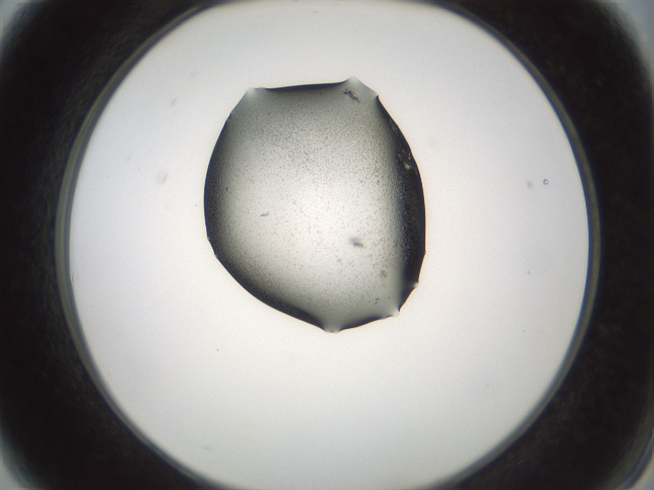 folderID239_plateID3239_batchID18252_wellNum3_profileID1_d2_r282888_ef.jpg