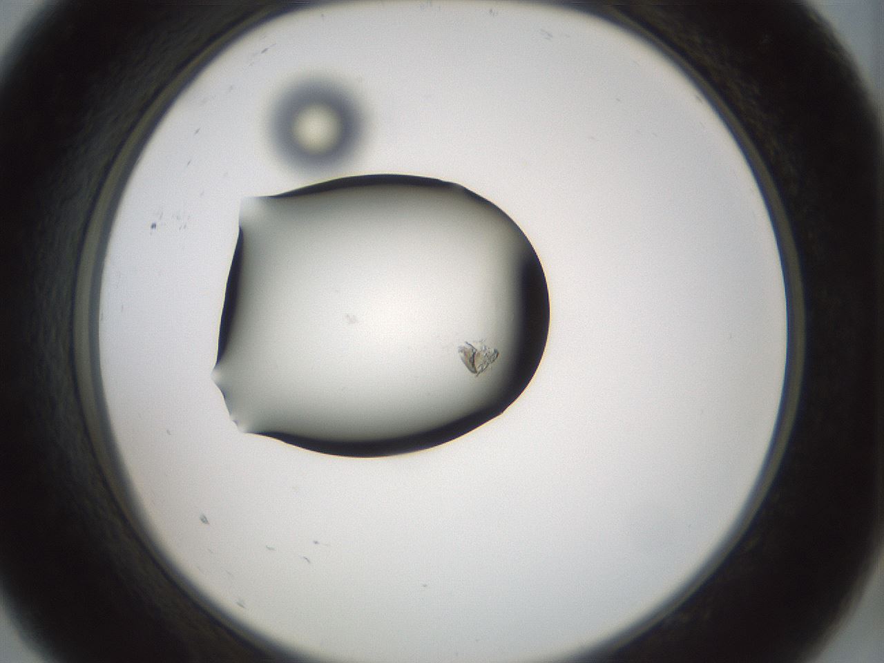 folderID239_plateID3239_batchID18481_wellNum9_profileID1_d2_r282900_ef.jpg