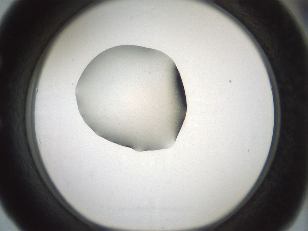 folderID239_plateID3239_batchID19198_wellNum53_profileID1_d1_r282987_ef.jpg
