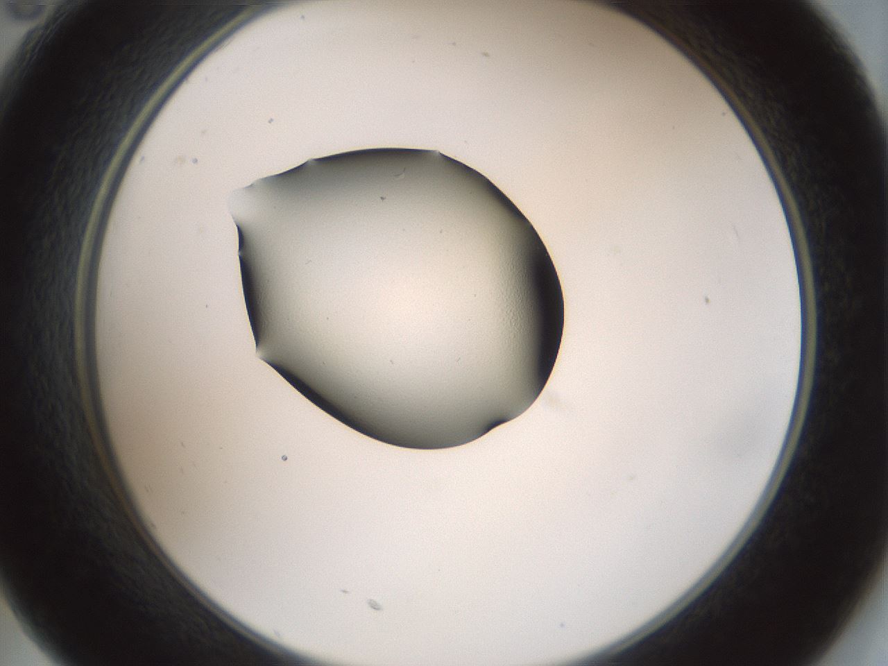 folderID239_plateID3239_batchID20093_wellNum35_profileID1_d2_r282952_ef.jpg