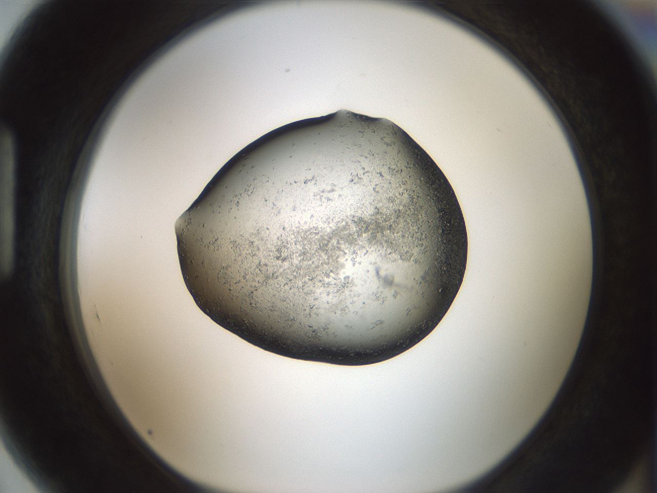 folderID241_plateID3241_batchID18923_wellNum89_profileID1_d1_r284019_ef.jpg