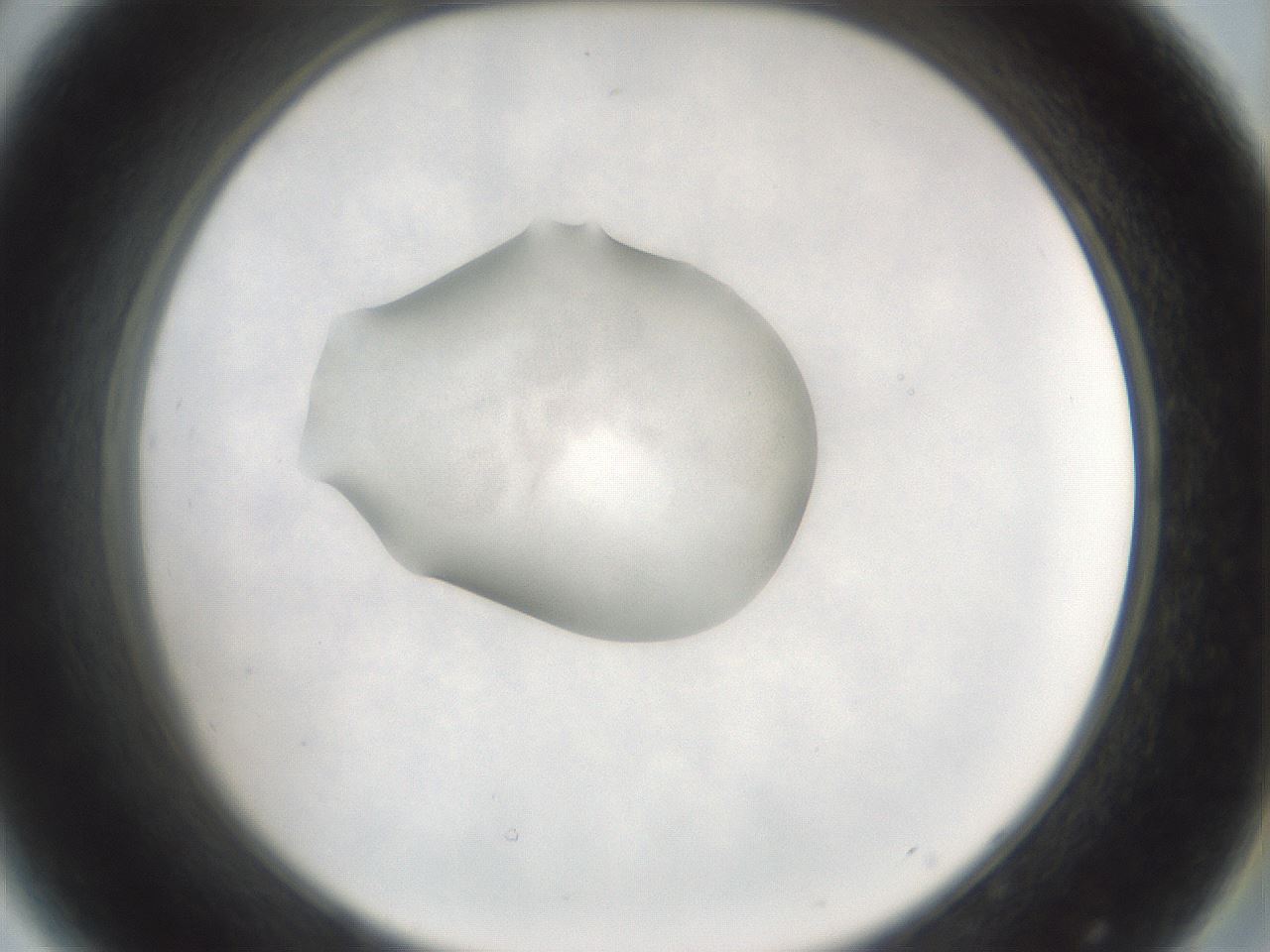 folderID242_plateID3242_batchID18189_wellNum44_profileID1_d2_r282586_ef.jpg