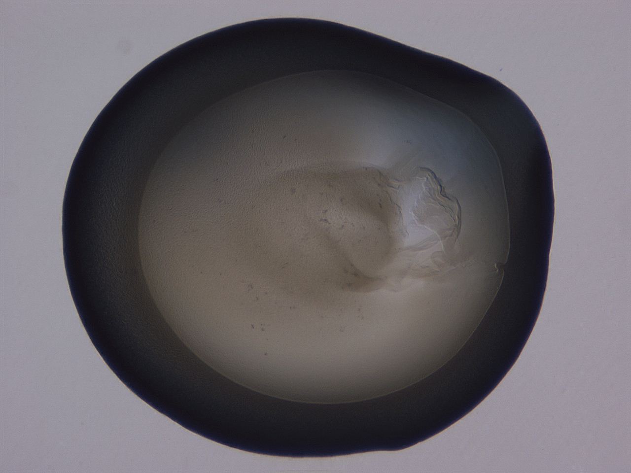 0508_A5_ImagerDefaults_3.jpg