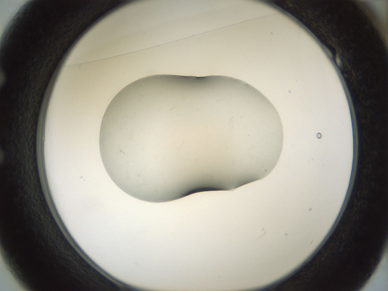 folderID243_plateID3243_batchID18590_wellNum49_profileID1_d1_r283747_ef.jpg