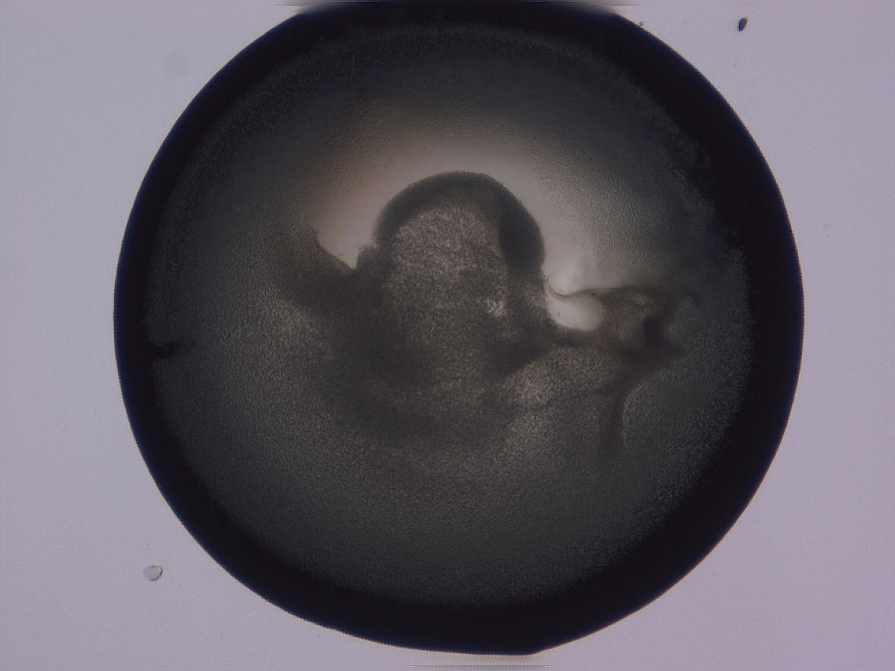 0508_D6_ImagerDefaults_3.jpg