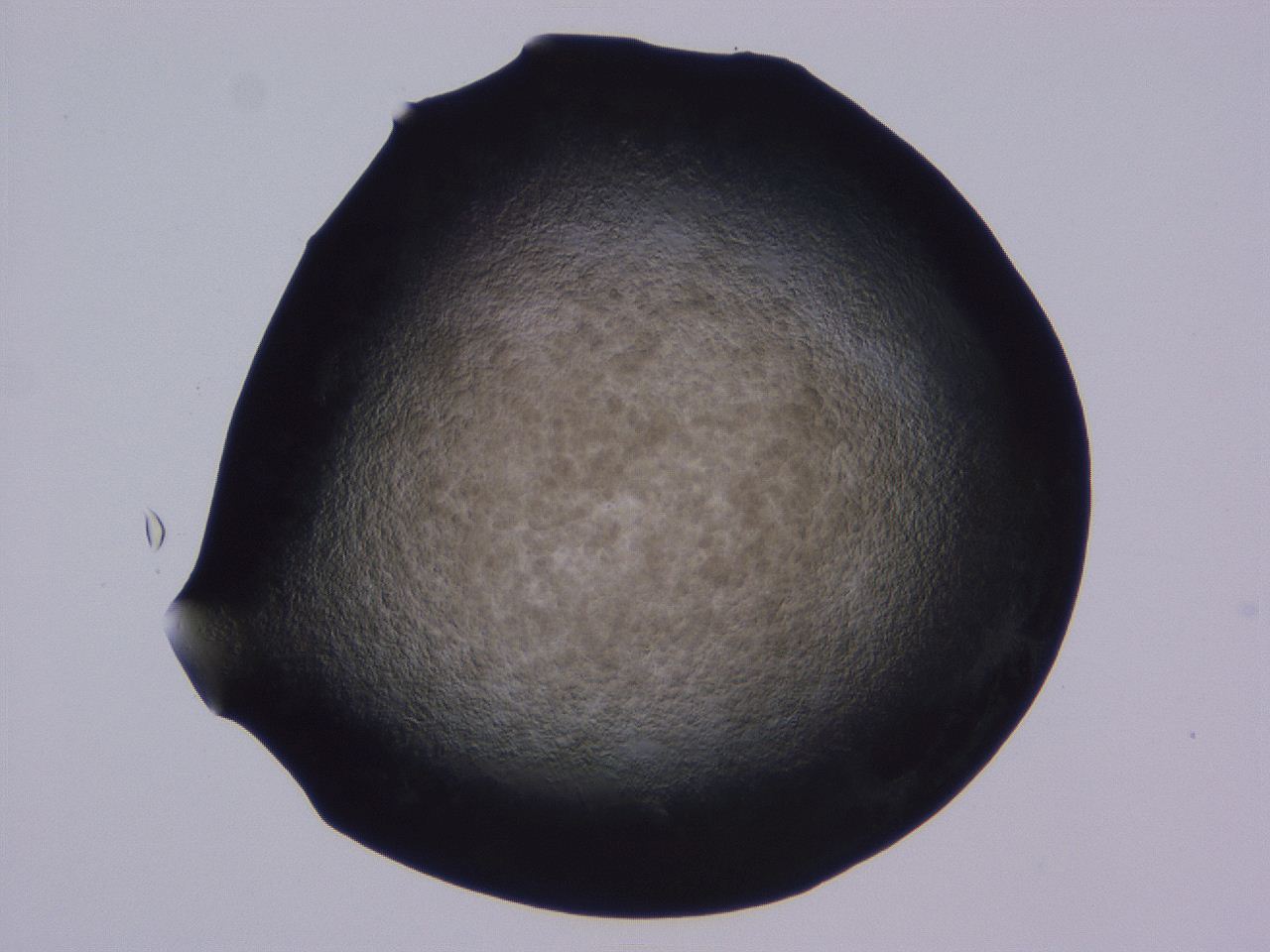0508_D11_ImagerDefaults_3.jpg