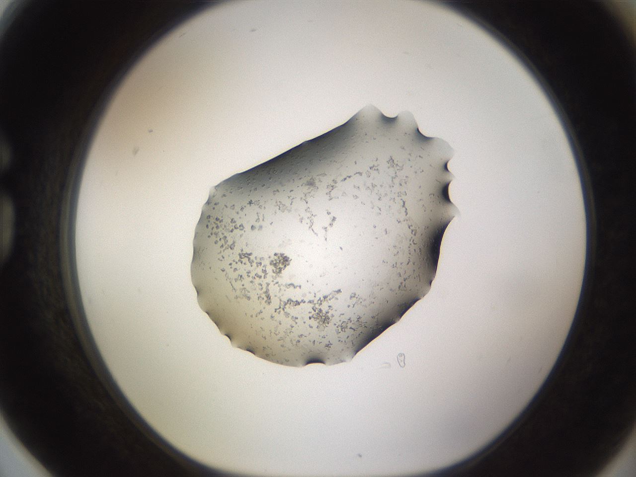 folderID244_plateID3244_batchID18594_wellNum78_profileID1_d1_r283613_ef.jpg