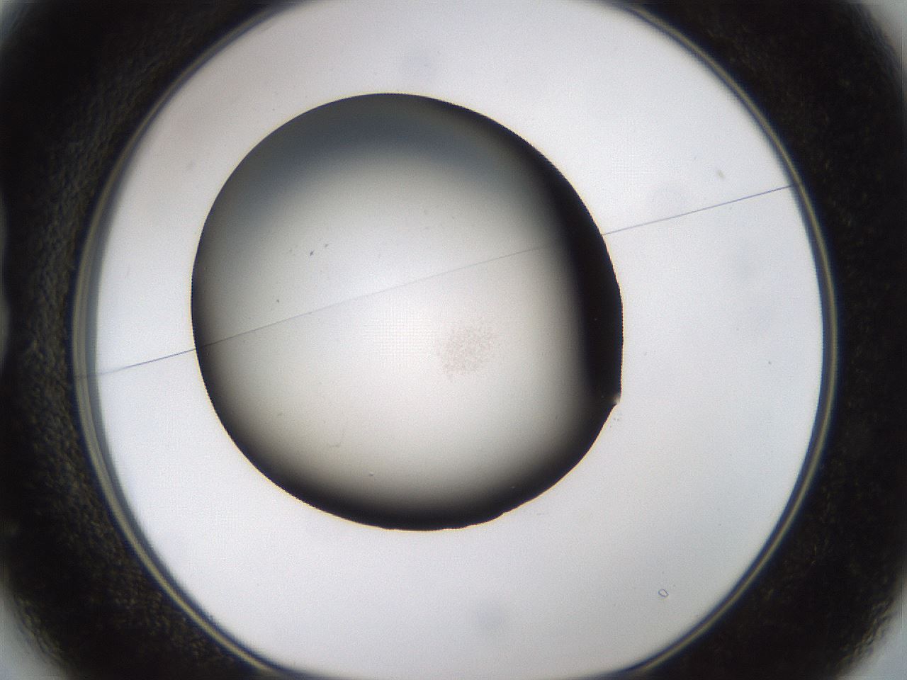 folderID245_plateID3245_batchID19202_wellNum13_profileID1_d1_r283291_ef.jpg